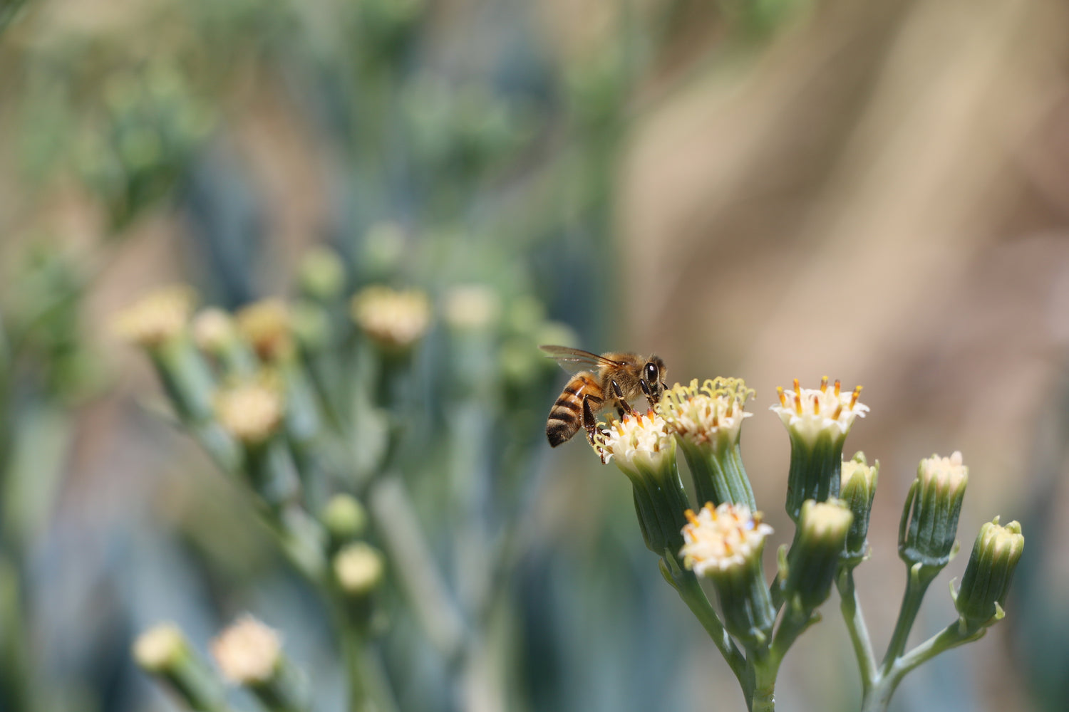 blühen ohne mühen Biene